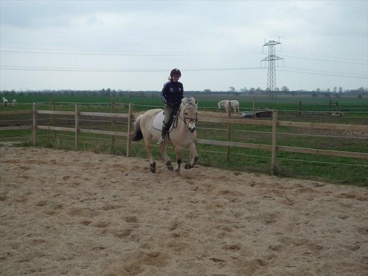 Fjordhest Prins (':  billede 3