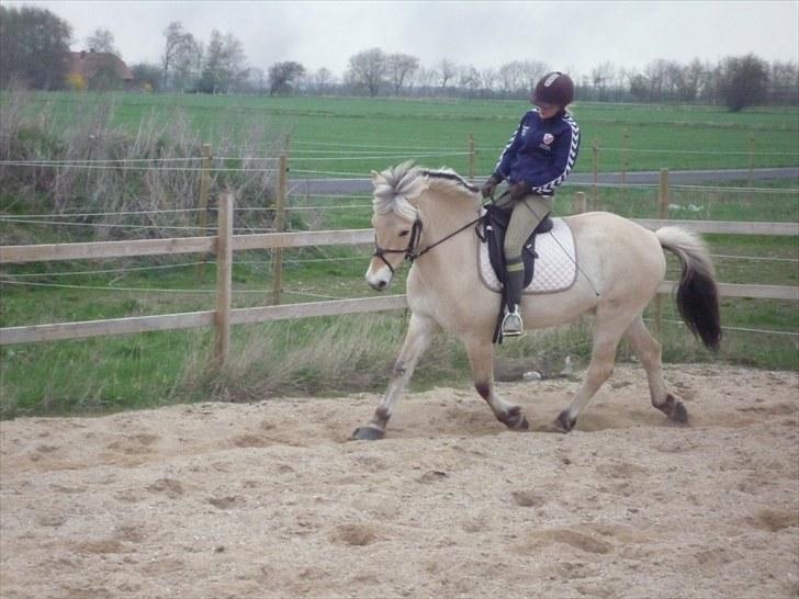 Fjordhest Prins (':  billede 4