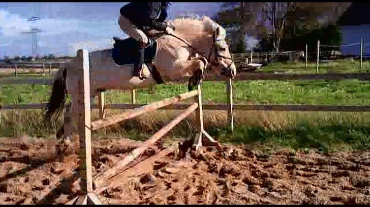 Fjordhest Prins (':  - sprintræning med den bedste :-* jeg undksylder den dårlige kvalitet med det er taget ud af en video( springet er en meter) (: billede 5