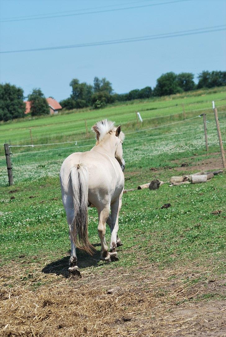 Fjordhest Prins (':  billede 6