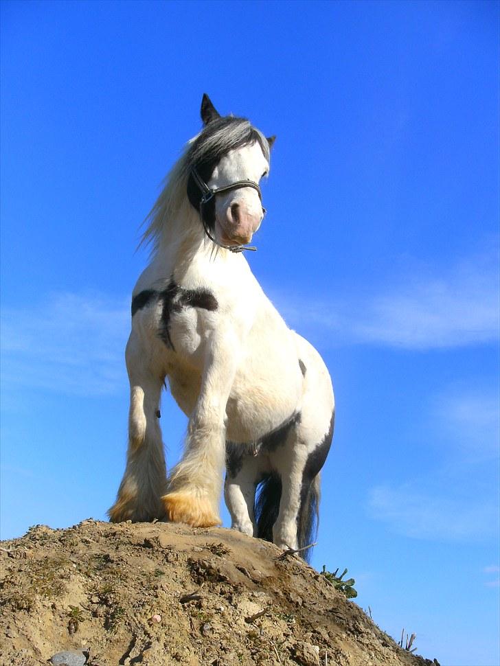 Irish Cob Ice man *Kærestens* RIP billede 18