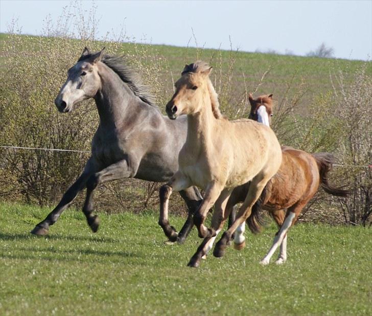 Anden særlig race Pepsi - leg på folden billede 5
