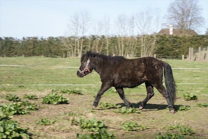 Shetlænder Frk. Fie billede 20