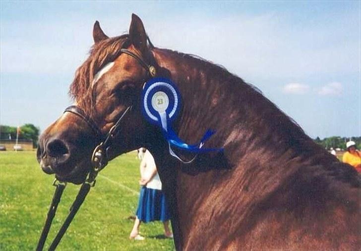 Welsh Pony (sec B) Starla af Ferslev - Starla´s far, Cennen Schubert. :) billede 6