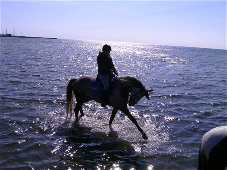 Anden særlig race Francesca - STRANDTUR billede 1