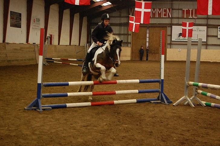 Anden særlig race Hidalgo - stævne VBR feb 10 billede 7