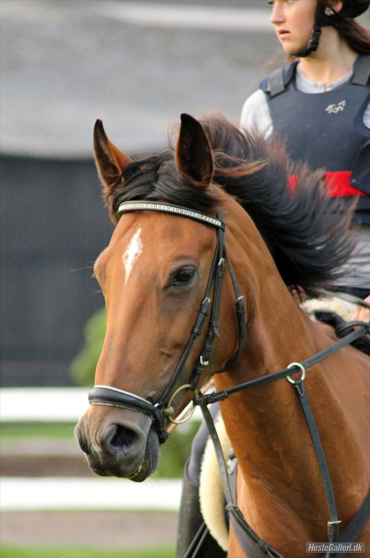 Dansk Varmblod Overgaards Minuet billede 15