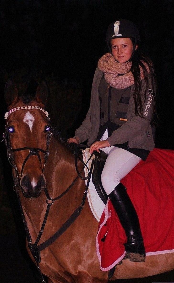 Dansk Varmblod Overgaards Minuet - Verdens - Ifølge mig, blideste, sødeste & smukkeste hest.  billede 16