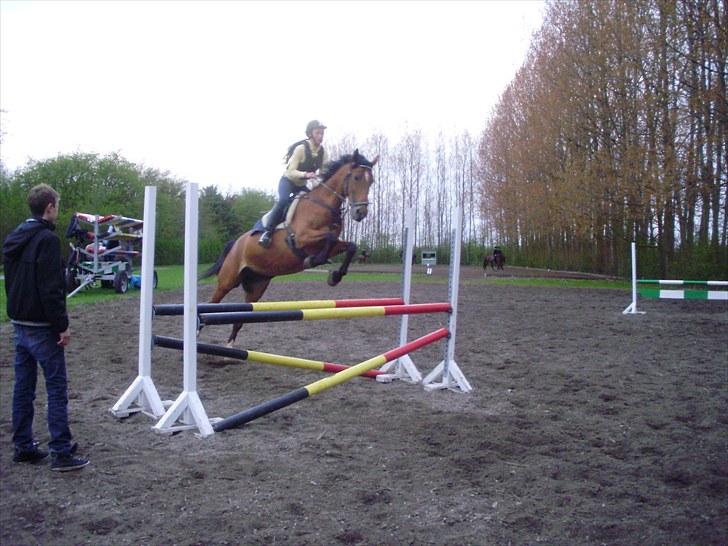 Dansk Varmblod Overgaards Minuet - Eddie 2. gang udenfor 2010. LD-LC :-)) - DYGTIGE hest! billede 17