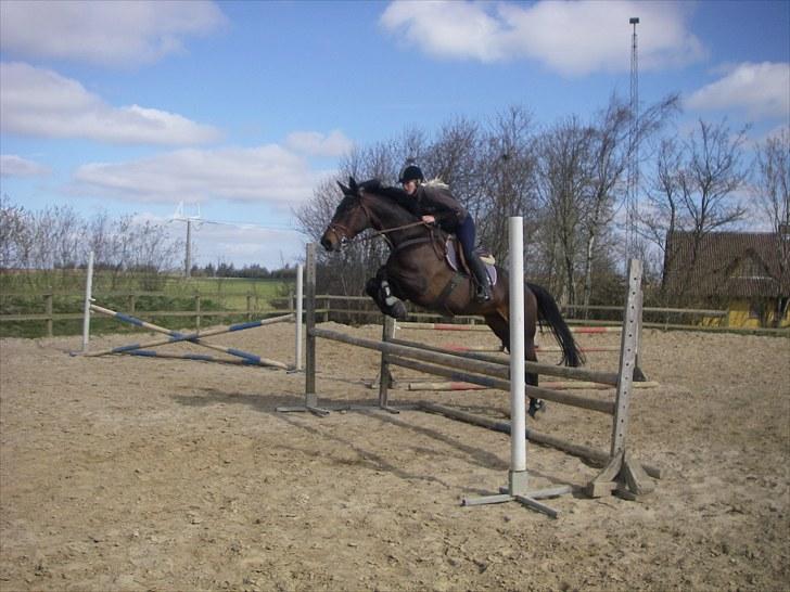 Holstener Lalido MS *SOLGT* billede 12