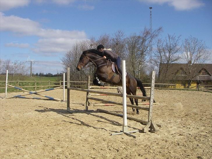 Holstener Lalido MS *SOLGT* billede 13