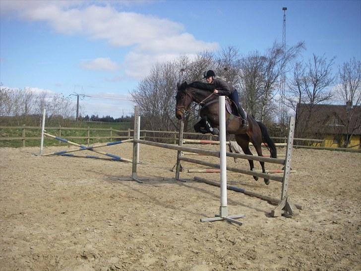 Holstener Lalido MS *SOLGT* billede 14