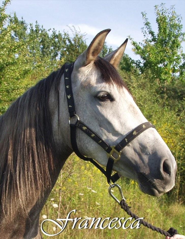 Anden særlig race Francesca - 1. dag (2007) billede 3