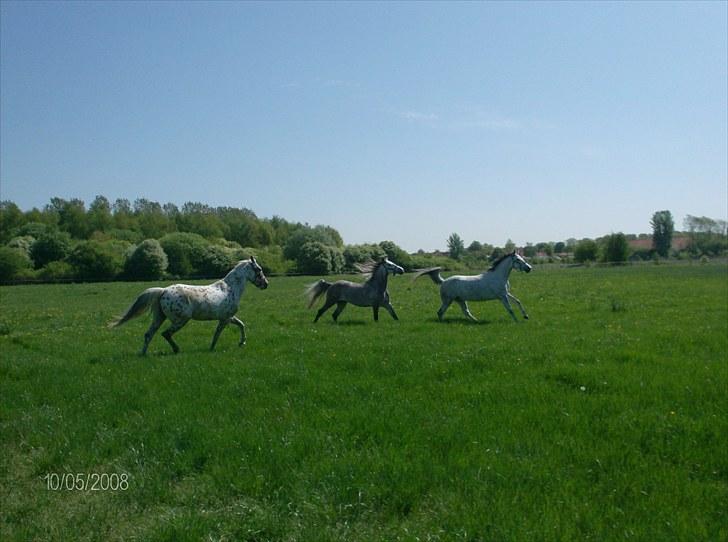 Anden særlig race Francesca - På græs - 2008 billede 4