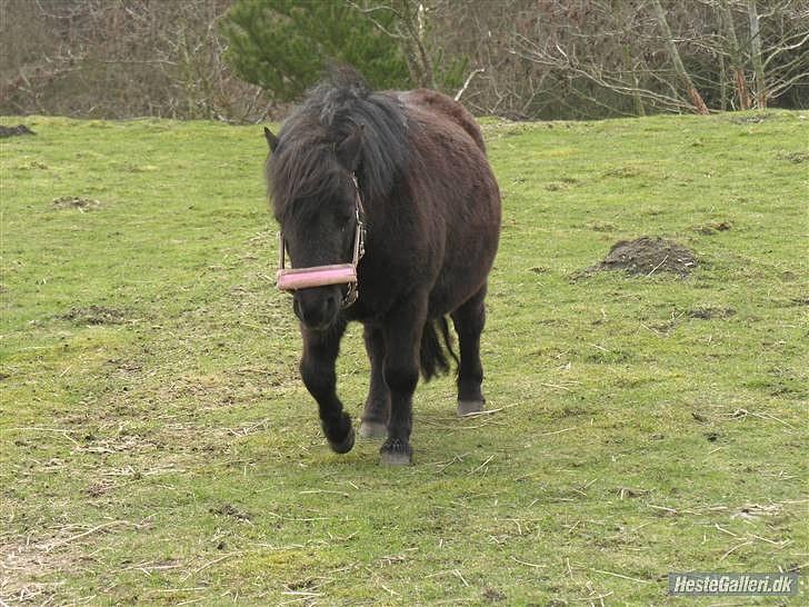 Shetlænder pippi R.I.P - på mark på min ny sted billede 11