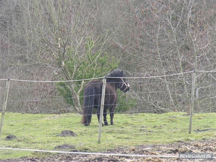 Shetlænder pippi R.I.P - hvad laver i billede 12