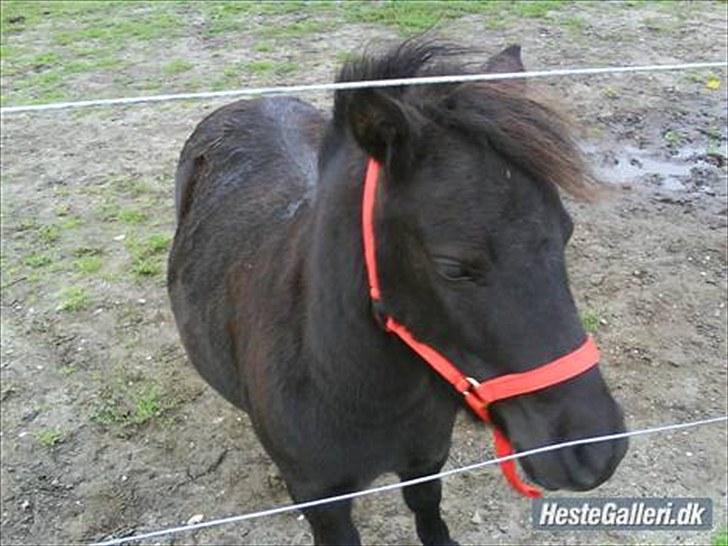 Shetlænder pippi R.I.P - mig billede 14