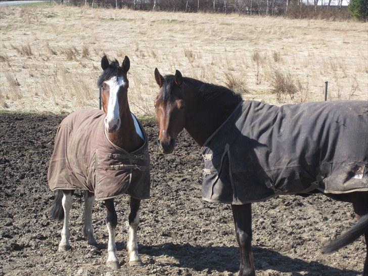 Hollandsk Varmblod Trio Terzo solgt :'( - Bølle brøderne ;) billede 20