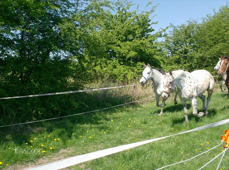 Anden særlig race Francesca billede 5