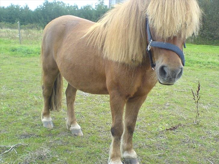 Anden særlig race Robin  billede 1