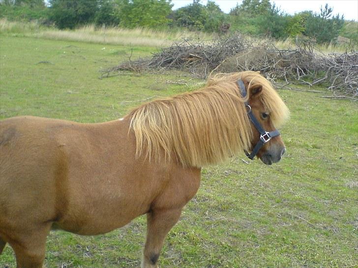 Anden særlig race Robin  billede 2