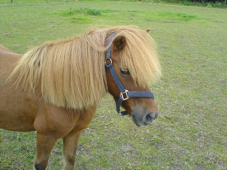 Anden særlig race Robin  billede 3