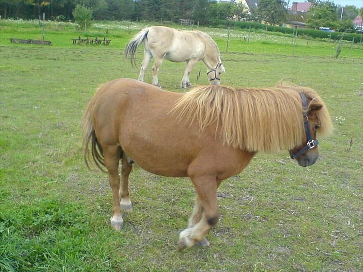 Anden særlig race Robin  billede 4