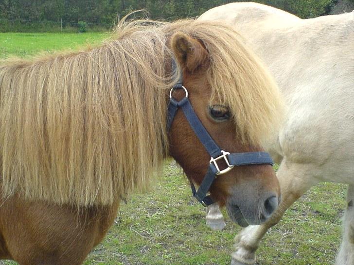 Anden særlig race Robin  billede 5