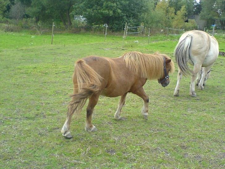 Anden særlig race Robin  billede 6