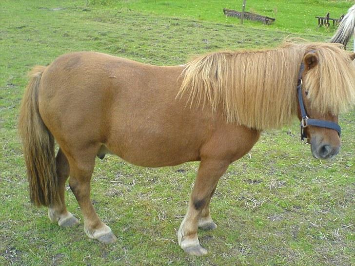 Anden særlig race Robin  billede 7