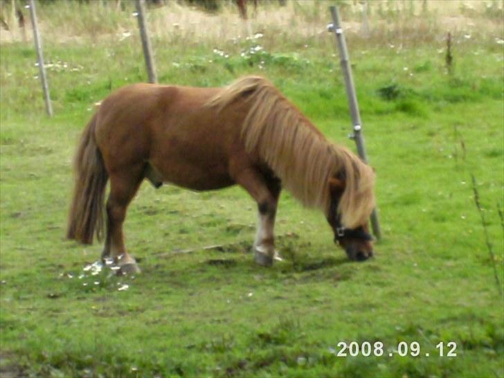 Anden særlig race Robin  billede 8