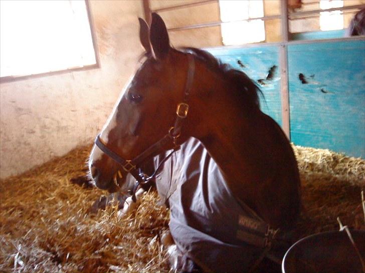 Dansk Varmblod Sandra billede 12