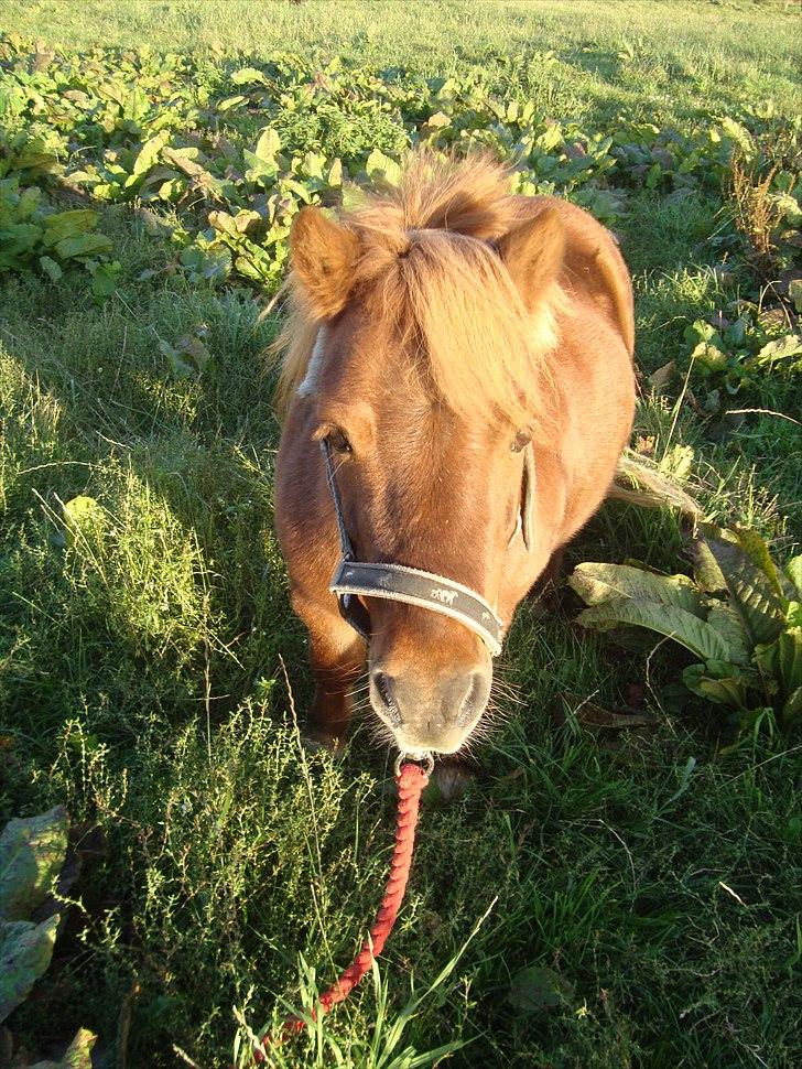 Anden særlig race LABAN - 7# Laban på Fold billede 9