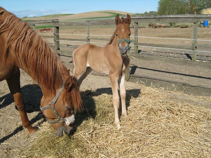 Arabisk fuldblod (OX) Alim ibn ibn washa ox billede 11