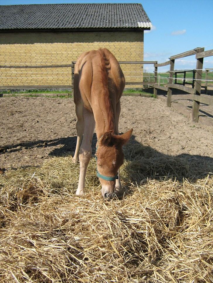 Arabisk fuldblod (OX) Alim ibn ibn washa ox billede 12