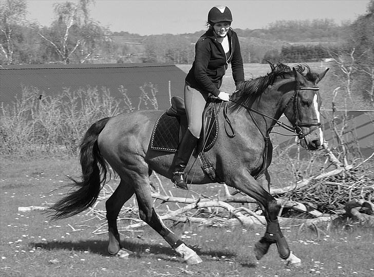 Mecklenburger Mercy 19 [Himmelhest] - Galop på folden. Maj 2010. Foto : Chris billede 17