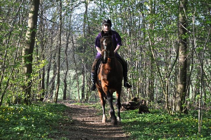 Mecklenburger Mercy 19 [Himmelhest] - Fuld galop på skovtur, første gang i hackamore. Maj 2010 Foto : Chris billede 18