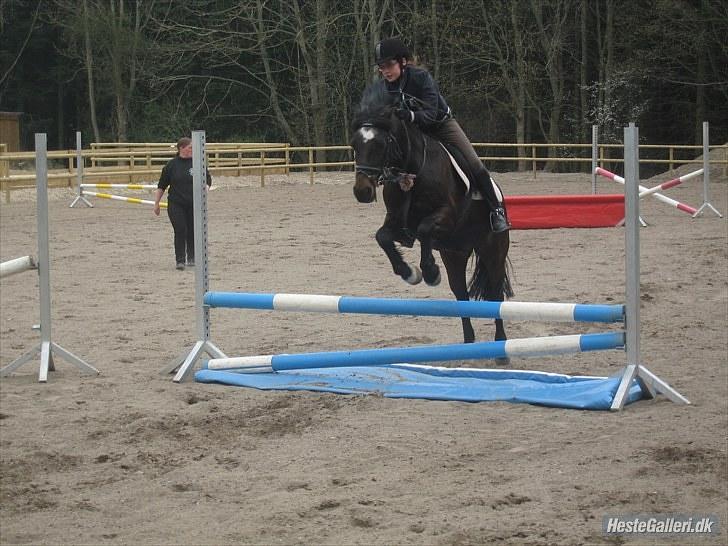 Welsh Cob (sec D) Merlyn Puzzle billede 14