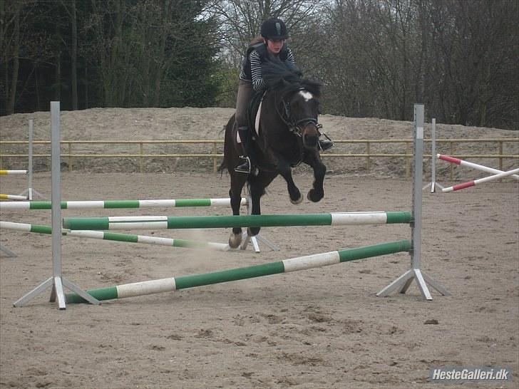 Welsh Cob (sec D) Merlyn Puzzle - Tak fordi i kiggede med, håber i vil ligge en kommentar :) billede 15