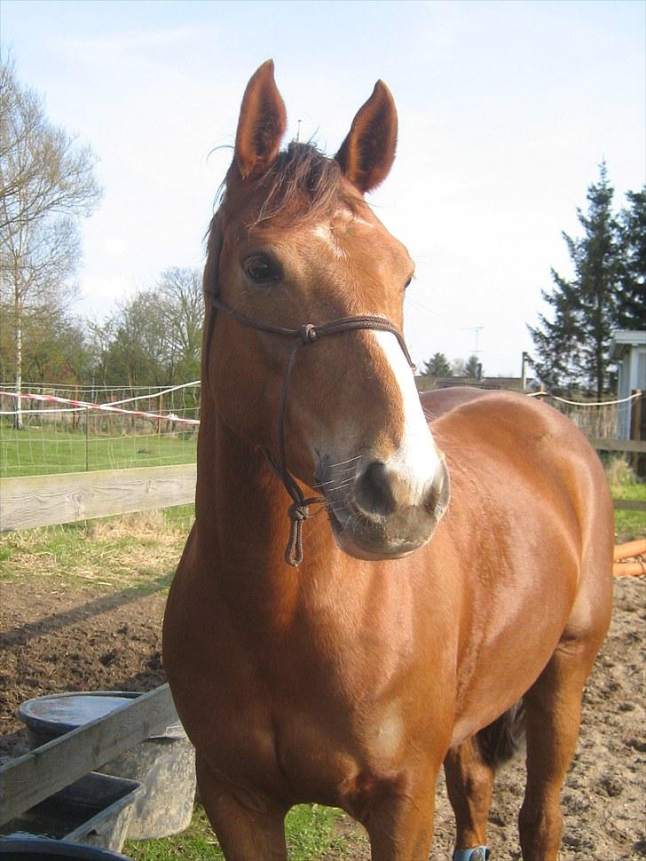 DSP Moon Star M *Savnet* billede 1