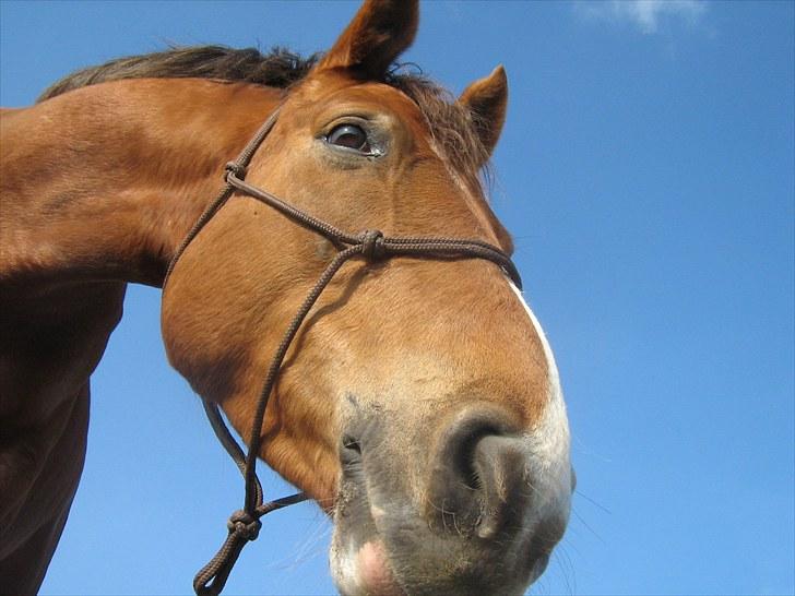 DSP Moon Star M *Savnet* billede 2