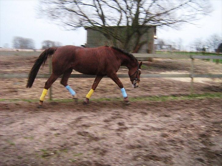 DSP Moon Star M *Savnet* billede 4