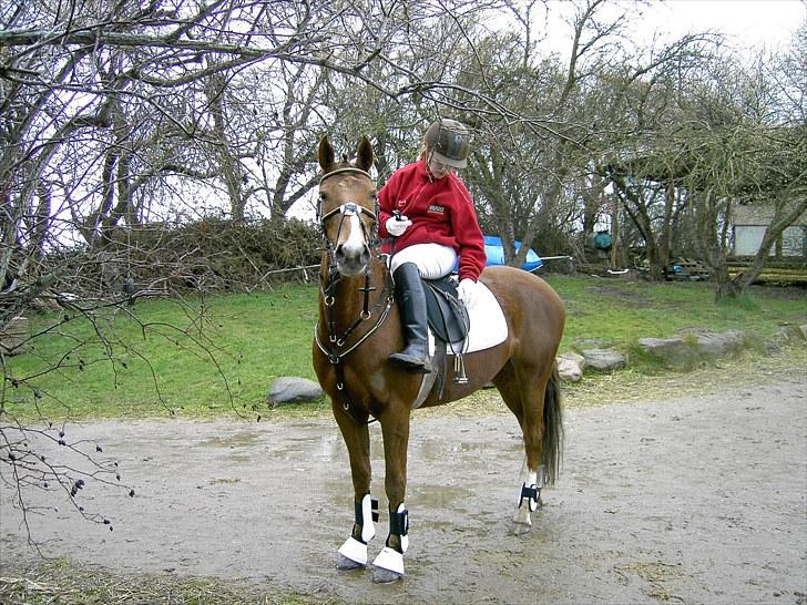 DSP Moon Star M *Savnet* - På vej ind til vores første springstævne billede 7