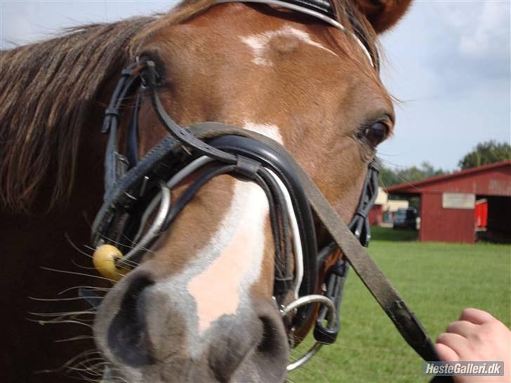 DSP Moon Star M *Savnet* - Store hestedag billede 8