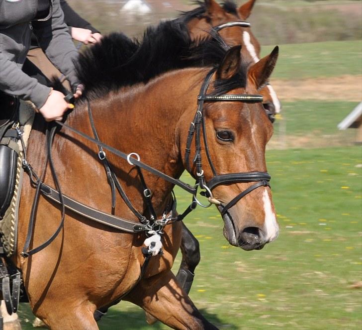 Anden særlig race Nygaards Beebob billede 1
