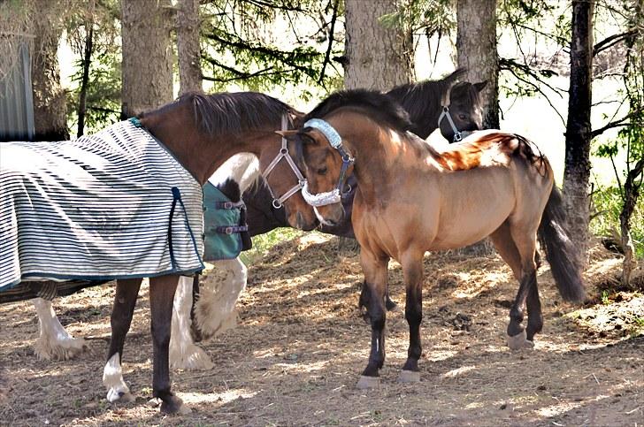 Anden særlig race Nygaards Beebob billede 2