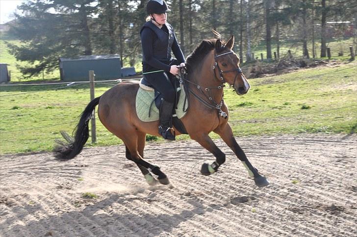 Anden særlig race Nygaards Beebob billede 3