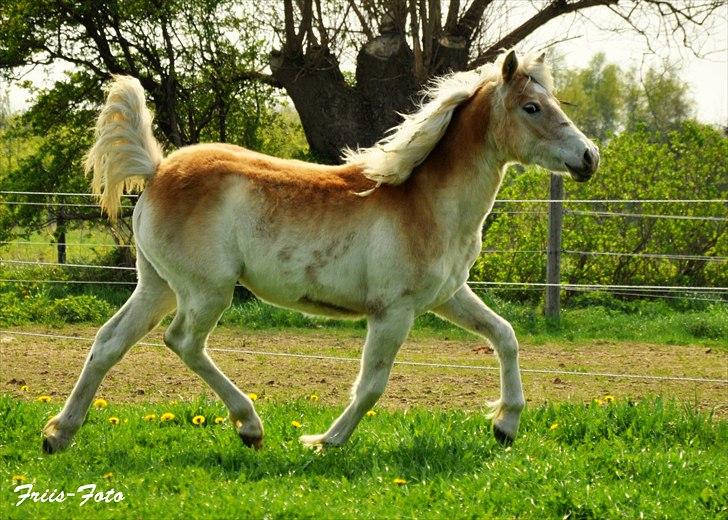 Haflinger Unikka Stald Friis - NYT - 28-04-11 billede 8
