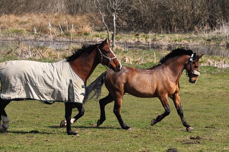 Anden særlig race Nygaards Beebob billede 4