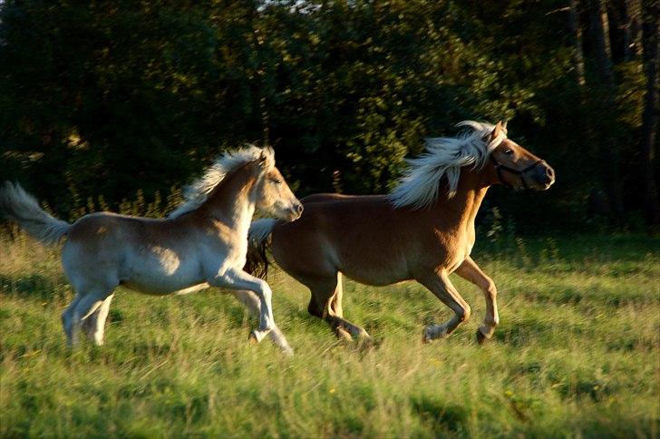 Haflinger Unikka Stald Friis billede 9
